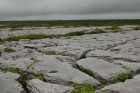 Sheshymore Limestone pavement exposes shallow water carbonates of the Brigantian, Slievenaglasha Formation. These classic kharstified exposures of tabular blocks of limestone pavement, Clints, are cut by vertical fractures, Grikes, which were widened by post glacial disolution (McNamara, & Hennessy, 2010). Fractures were intially established during Variscan folding (Coller, 1984).